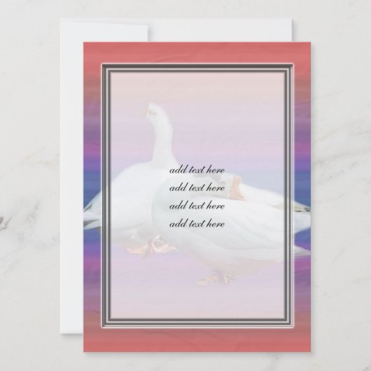 two white geese in fancy background (Front)