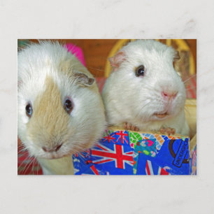 two white guinea pigs postcard