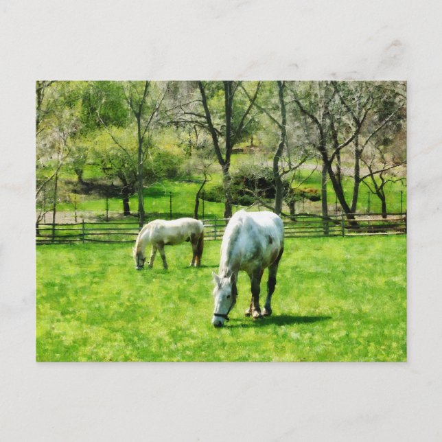 Two White Horses Grazing Postcard (Front)