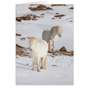 Two White Icelandic Horses Cards