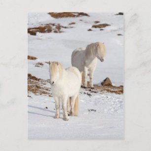 Two White Icelandic Horses Postcard