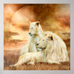 Two White Lions - Together Fine Art Poster/Print Poster