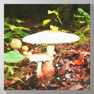 Two white mushrooms canvas photo tile