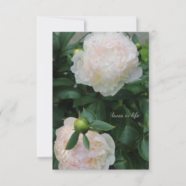 Two White Peonies Note Card (Front)