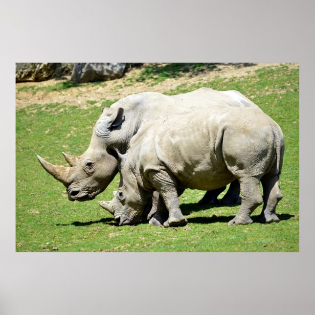 Two white rhinoceros in grass poster (Front)