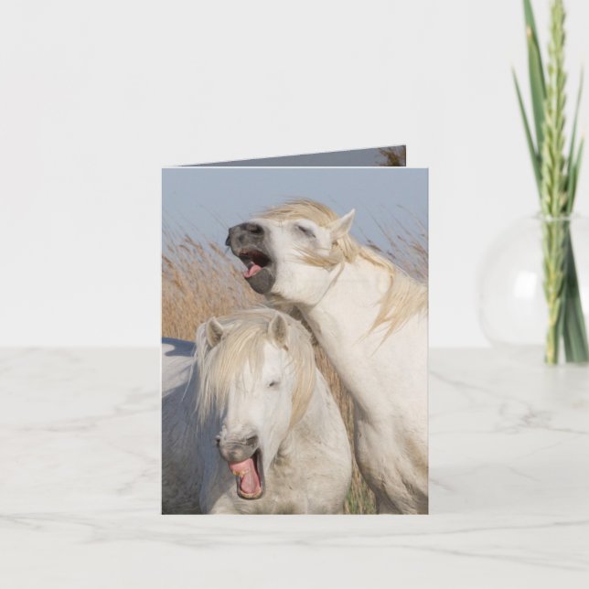 Two White Stallions Yawn Horse Greeting Card (Front)