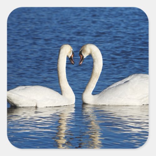 Two White Swans Form Heart Sign Square Sticker