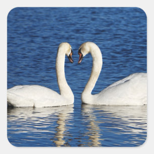 Two White Swans Form Heart Sign Square Sticker