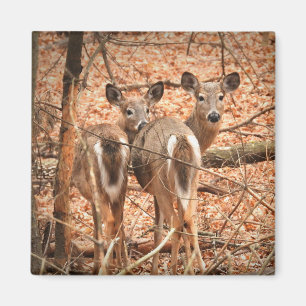 Two White tailed Deer in the woods Magnet