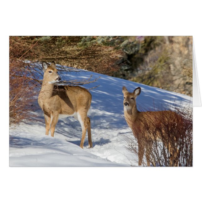 Two White-tailed Deer in Winter Cards (Front Horizontal)