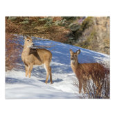 Deep Snow And White-Tail Deer Mortality - - The Adirondack Almanack