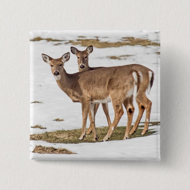 Two White-tailed Deer On Alert Button (Front)