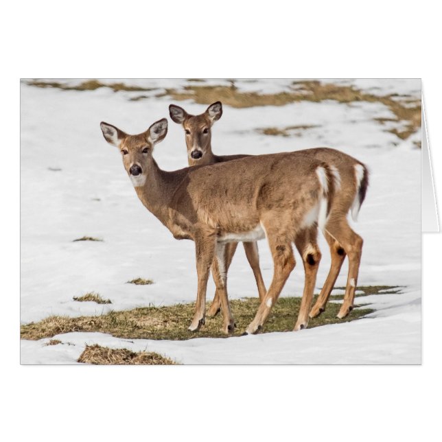 Two White-tailed Deer On Alert Cards (Front Horizontal)