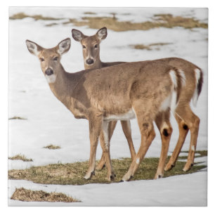 Two White-tailed Deer On Alert Ceramic Tile