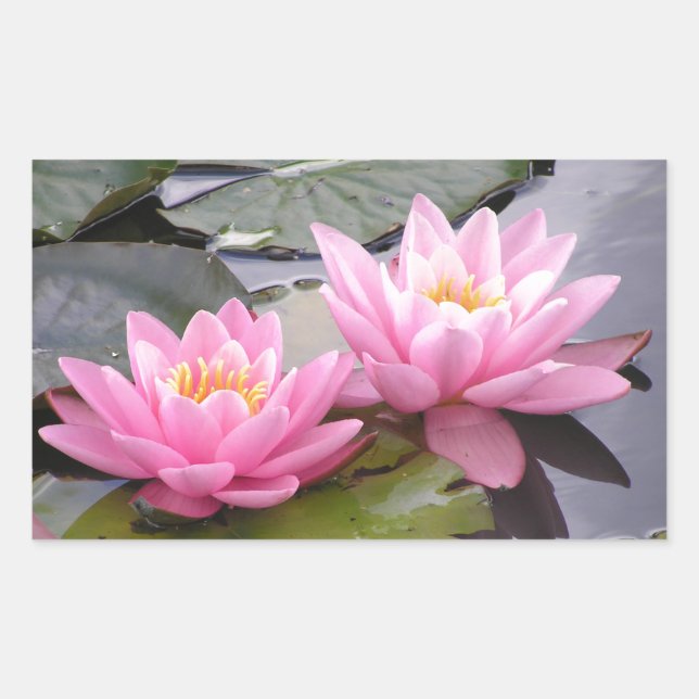 Two wild pink waterlilies in a pond rectangular sticker (Front)