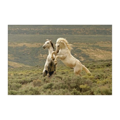 Two Wild Stallions Fight Acrylic Print