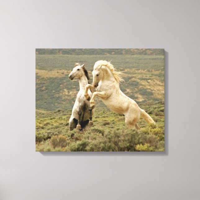 Two Wild Stallions Fight Canvas Print (Front)
