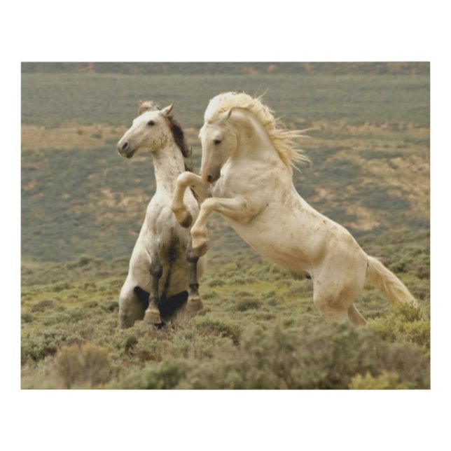 Two Wild Stallions Fight Faux Canvas Print (Front)