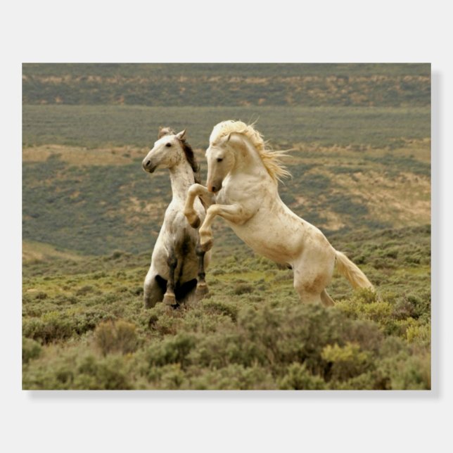 Two Wild Stallions Fight Foam Board (Front)