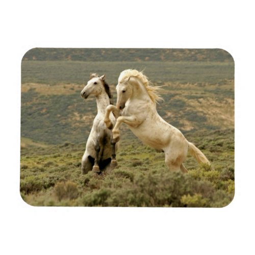 Two Wild Stallions Fight Magnet