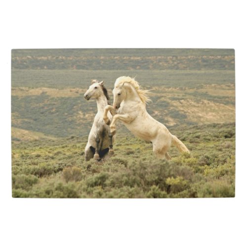 Two Wild Stallions Fight Metal Print