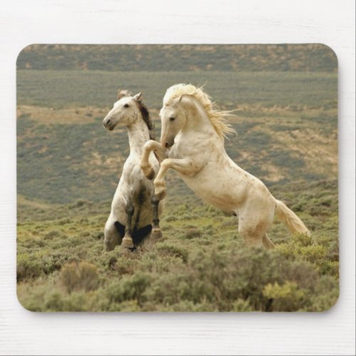 Two Wild Stallions Fight Mouse Pad