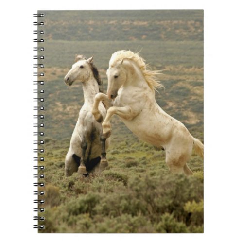 Two Wild Stallions Fight Notebook