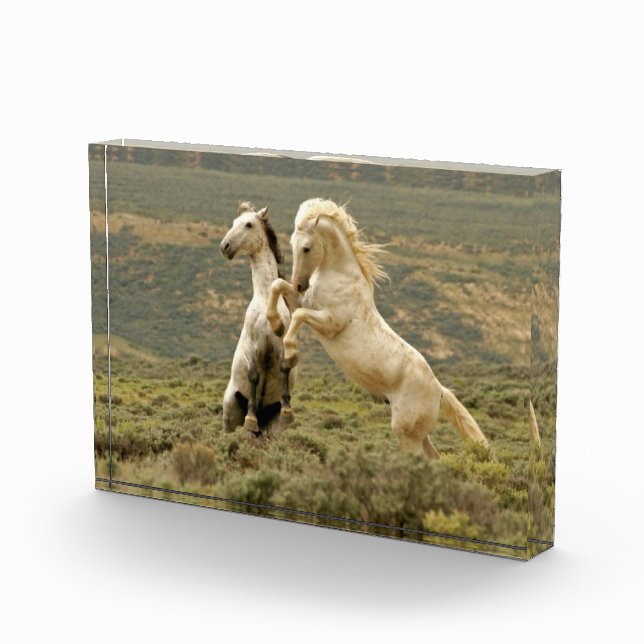 Two Wild Stallions Fight Photo Block (Right)