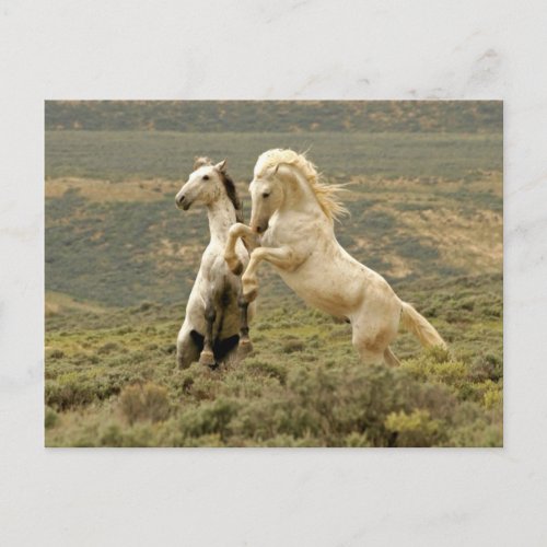 Two Wild Stallions Fight Postcard