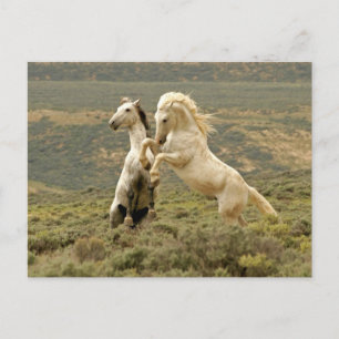 Two Wild Stallions Fight Postcard