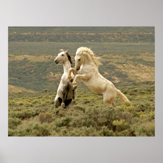 Two Wild Stallions Fight Poster (Front)