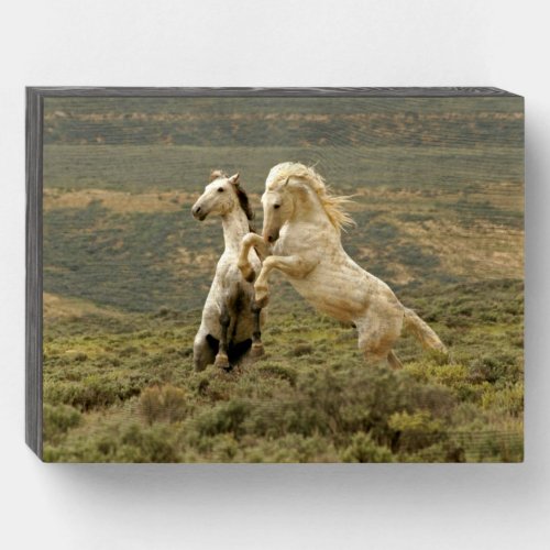 Two Wild Stallions Fight Wooden Box Sign