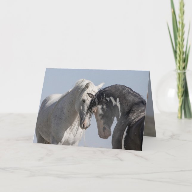 Two Wild Stallions Meet - Wild Horse Greeting Card (Front)