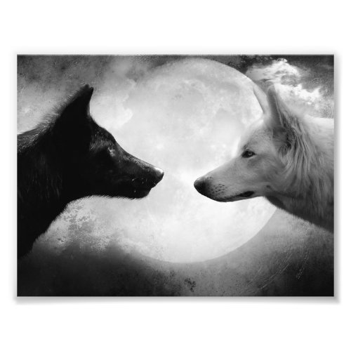 Two wolves facing each other photo print