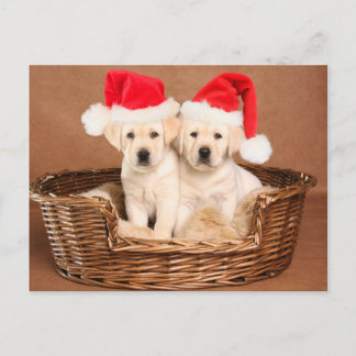 Two Yellow Lab Christmas Puppies Holiday Postcard