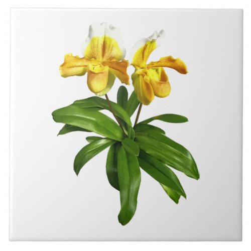 Two Yellow Lady Slipper Orchids Ceramic Tile