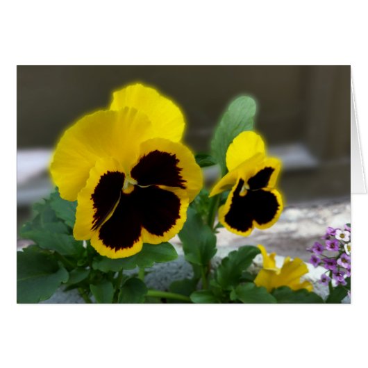 two yellow pansies cards (Front Horizontal)