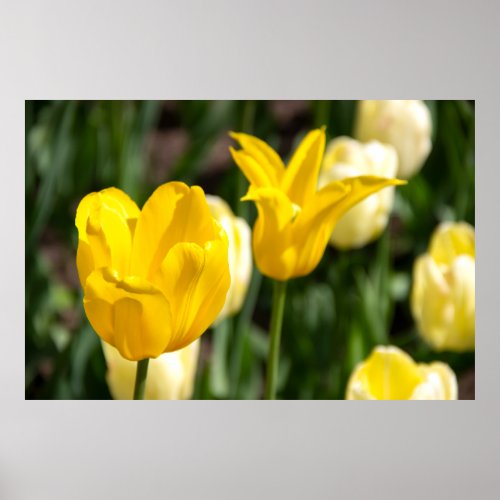Two yellow tulips in the field pfoto poster