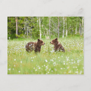 Two young brown bears in Finland postcard