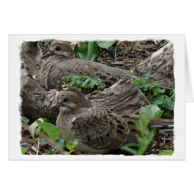 Two Young Doves Cards (Front Horizontal)