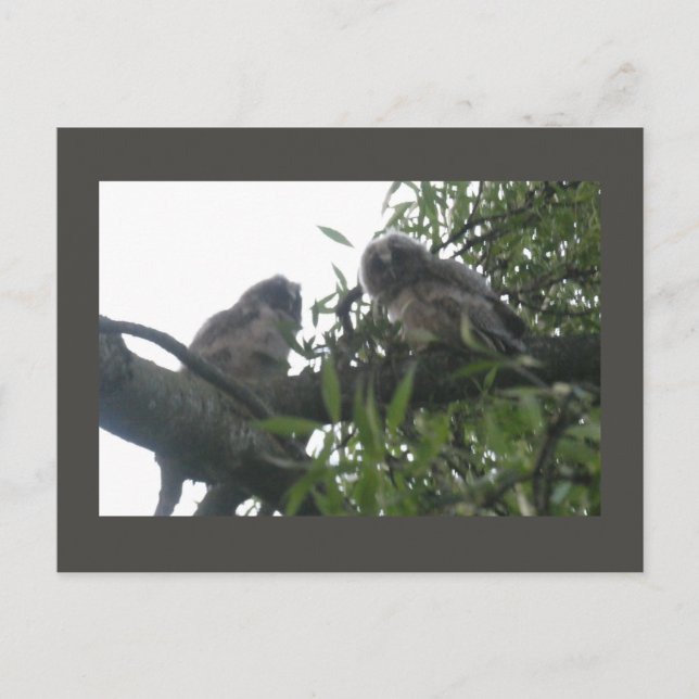 Two Young Long-eared Owls DIY Postcard (Front)