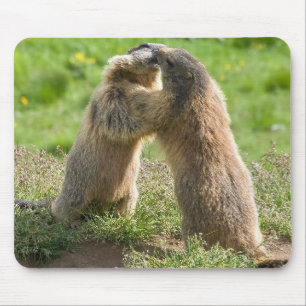 two young marmots mouse pad