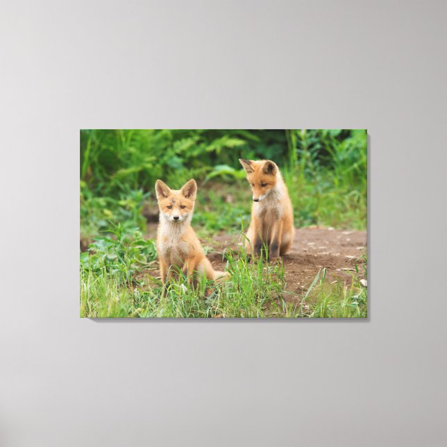 Two Young Red Foxes in Nature Canvas Print (Front)