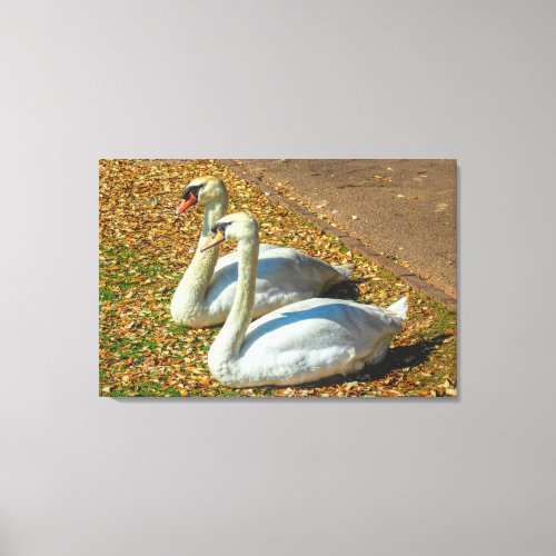 Two Young Swans in the Autumn Sunlight Canvas Print