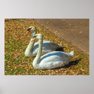 Two Young Swans in the Autumn Sunlight Poster