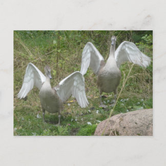 Two Young Swans with Spread Wings DIY Postcard