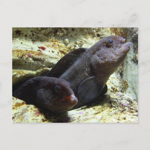 Two Young Wolf Eels Postcard