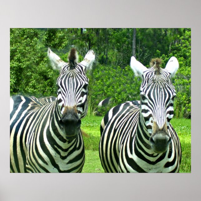 Two Zebras in Green Meadow Poster (Front)