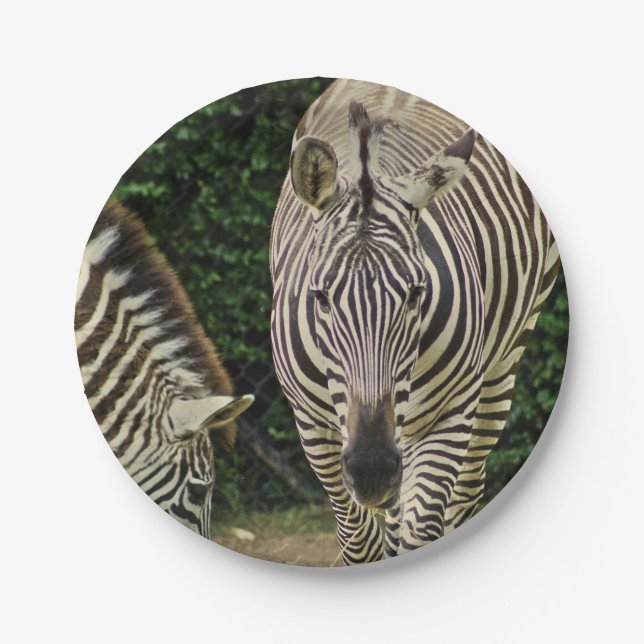 Two Zebras Paper Plates (Front)