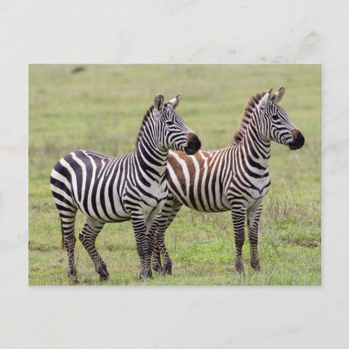 Two Zebras Side by Side Postcard